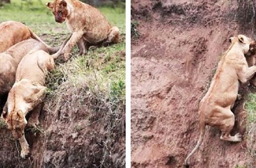  Un petit lionceau est tombé dans un ravin et en bas d’une colline et a failli en tomber.
