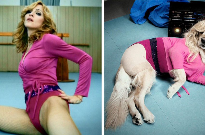  Un photographe tire sur son chien dans les tenues de Madonna pour une association caritative
