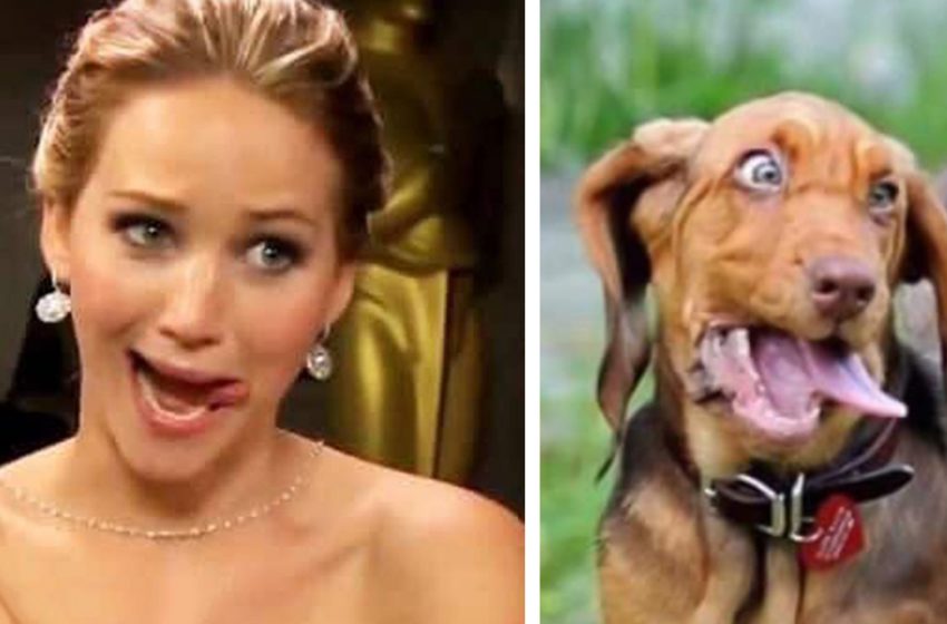  12 chiens qui ont copié les expressions faciales humaines. Ou vice versa?