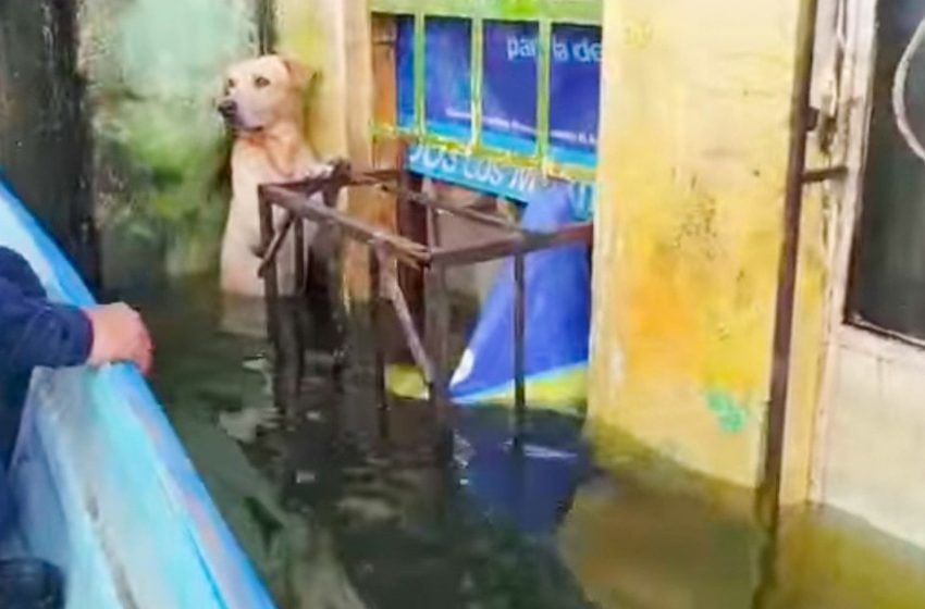  Les gens ont sauvé un chien qui se tenait sur ses pattes arrière dans l’eau pour ne pas se noyer