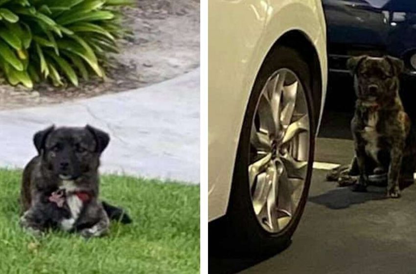  Un chien perdu parcourt 45 miles à travers la Californie pour trouver une famille pour toujours