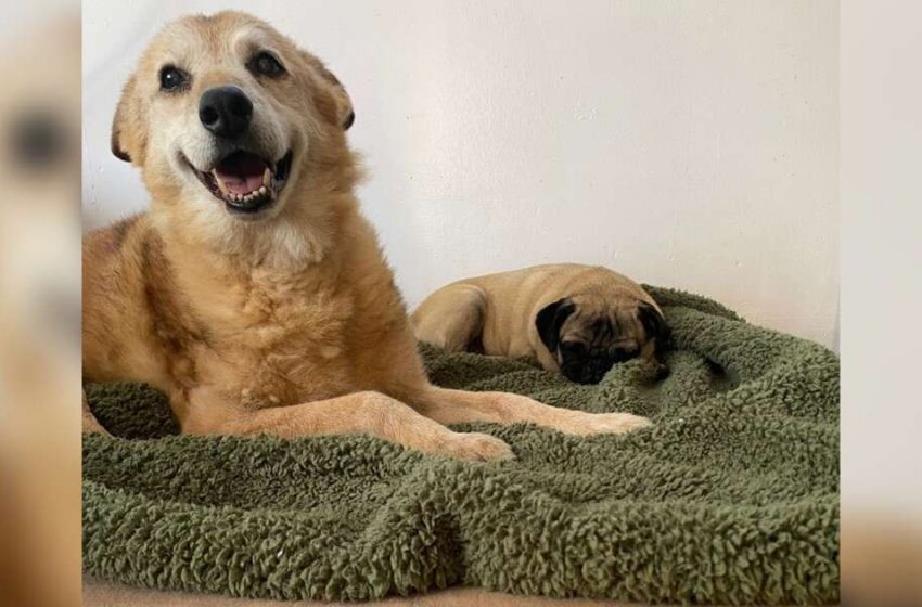  Un chien âgé qui a passé 14 ans dans un refuge dort dans un nouveau lit pour la première fois