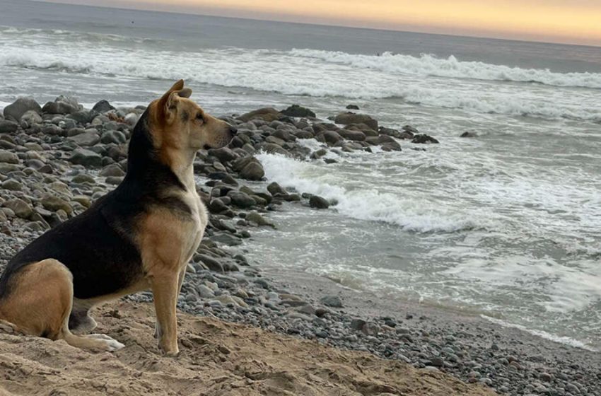  Une femme rencontre un chien sur la plage qui n’arrête pas de regarder la mer