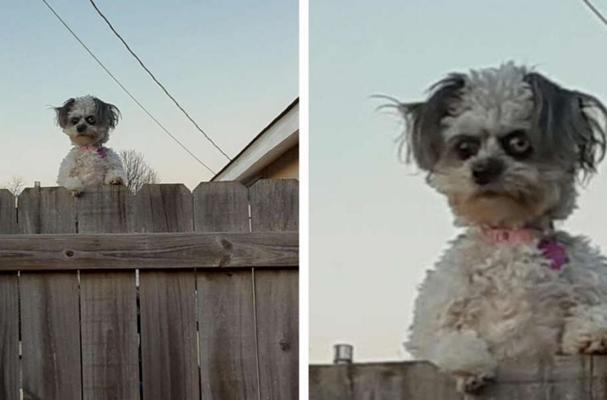  Ce petit chien qui regarde par-dessus une clôture rend les gens mal à l’aise