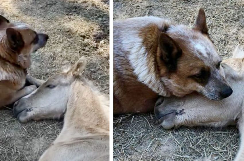  Un chien réconforte un poulain orphelin de 9 jours après la mort de sa mère et prend le cheval sous son aile