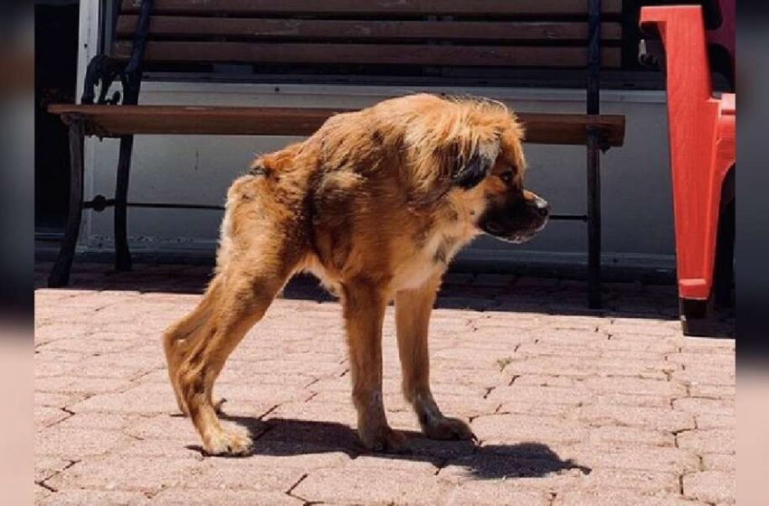  Cette chienne née avec une colonne vertébrale très courte ne se rend pas compte qu’elle est différente