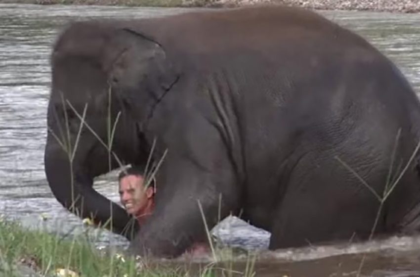  L’éléphant a tenté de sauver son gardien lorsqu’il a cru à tort qu’il se noyait.