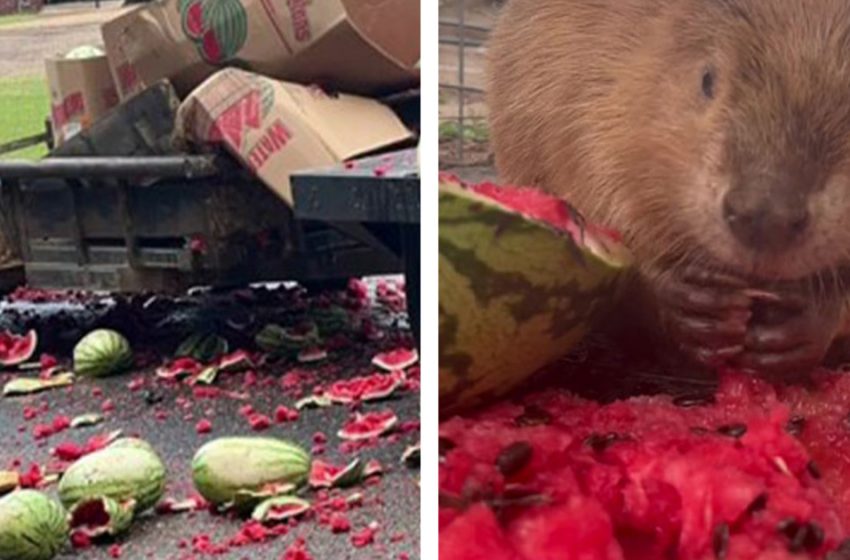  Les animaux se réjouissent du don de dizaines de pastèques écrasées suite à un accident