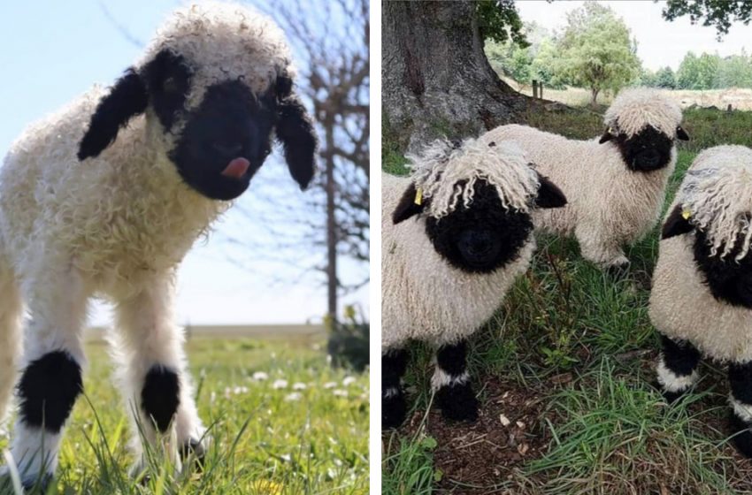  Les gens qualifient le mouton noir du Valais de plus beau mouton du monde et c’est logique