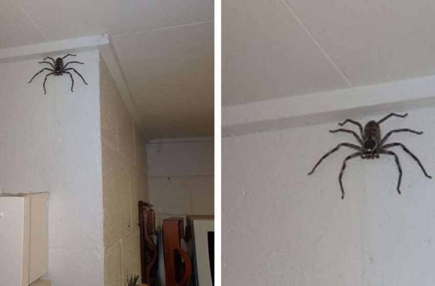  Une femme a partagé sa maison avec une araignée géante l’année dernière