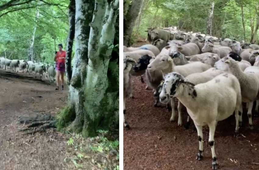 Une coureuse se retourne et réalise qu’un troupeau de moutons perdus la suit