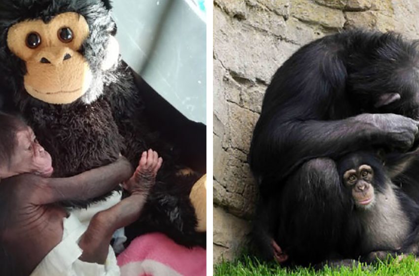  Après avoir été rejeté par sa mère, un bébé chimpanzé couche avec un chimpanzé en peluche et trouve un nouveau clan.