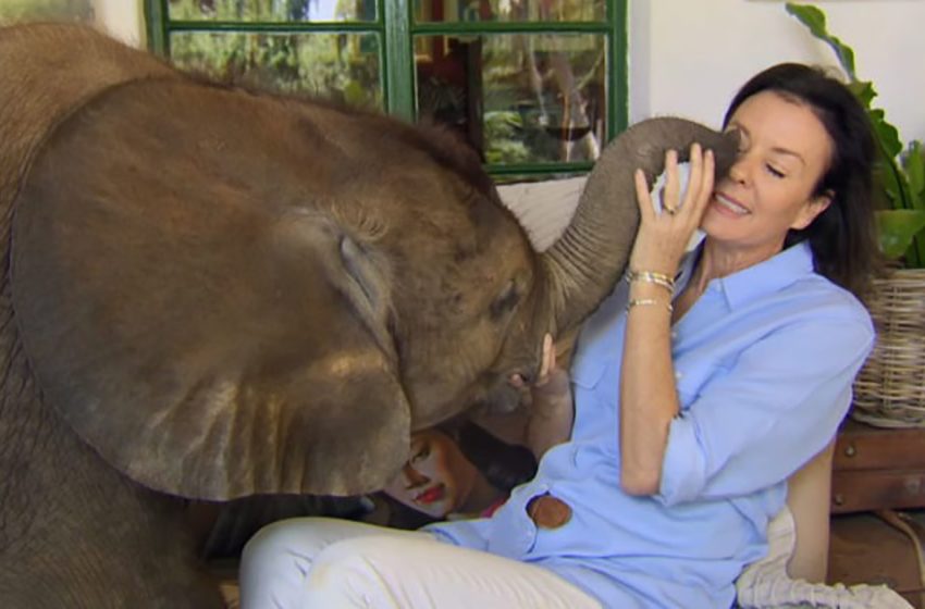  Après avoir été sauvée par une éléphante aimante au bord de la mort, elle a guéri et suit maintenant sa mère partout
