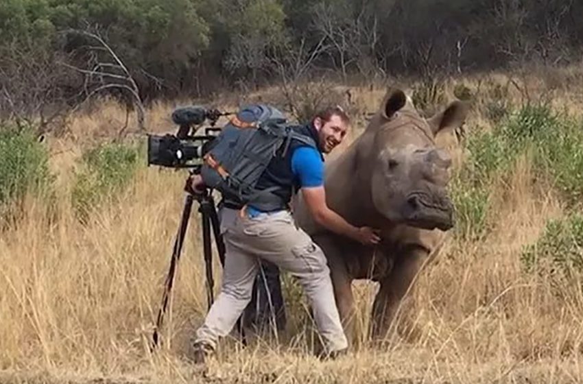 Un rhinocéros sauvage s’est approché du photographe pour se faire frotter. Il a pris des photos étonnantes et magnifiques de cette créature.