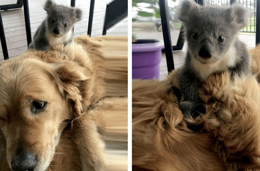 Un Golden Retriever sauve un bébé koala et surprend son propriétaire.