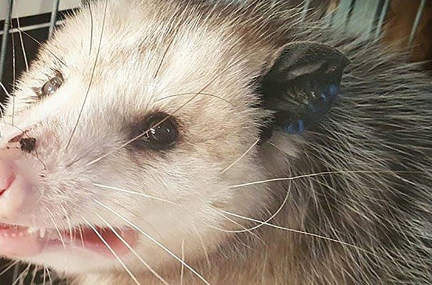 Un opossum enceinte secouru remercie et câline l’humain qui lui a sauvé la vie