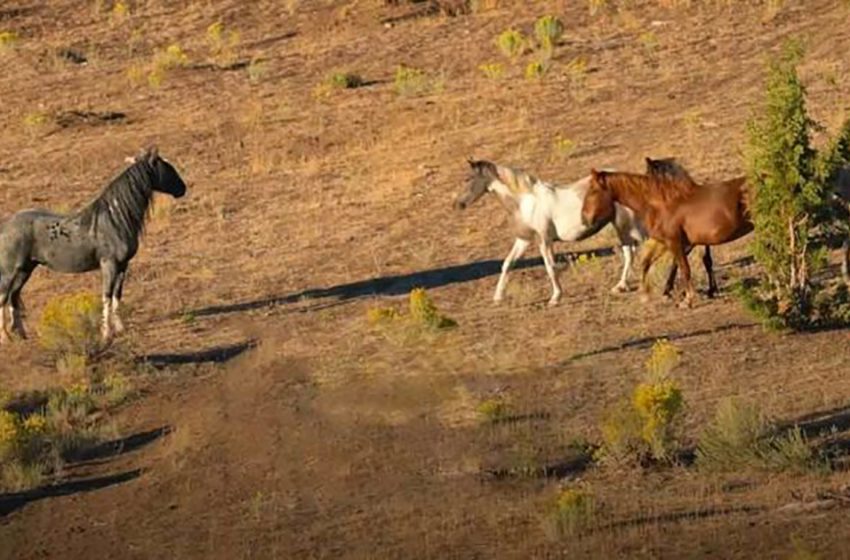 Une femme réunit le père étalon sauvage avec toutes ses juments et ses bébés
