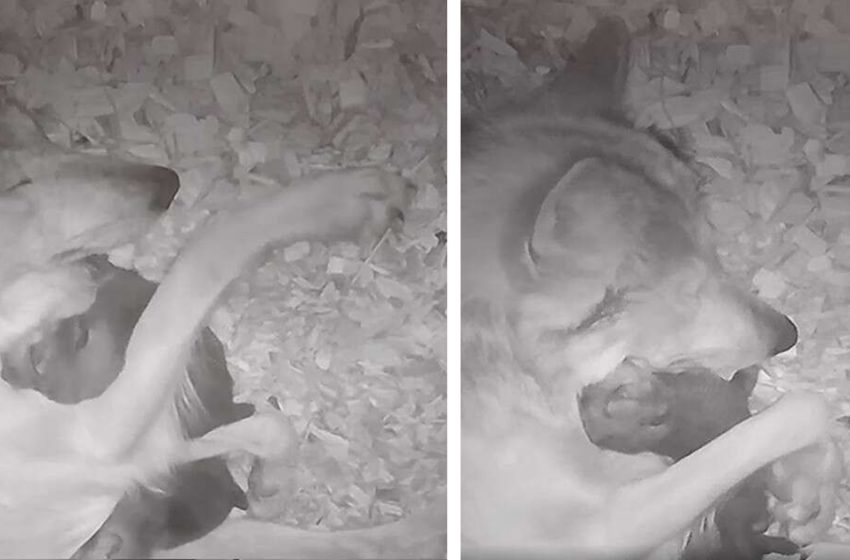  Une caméra cachée filme une louve en train de câliner son petit pour qu’il dorme à nouveau.