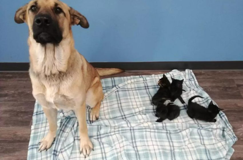 Un chien errant retrouvé recroquevillé dans la neige gardant au chaud des chatons orphelins