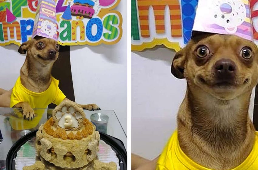 Un petit chien est si heureux que les gens se soient souvenus de son anniversaire