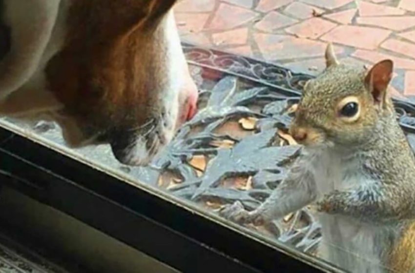  L’écureuil sauvé continue de rendre visite à ses humains tous les jours après avoir été relâché dans les bois pendant plus de 8 ans