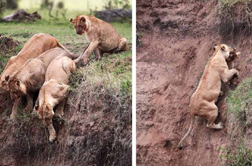  Une mère lion risque sa vie pour sauver son bébé lors d’un sauvetage dramatique