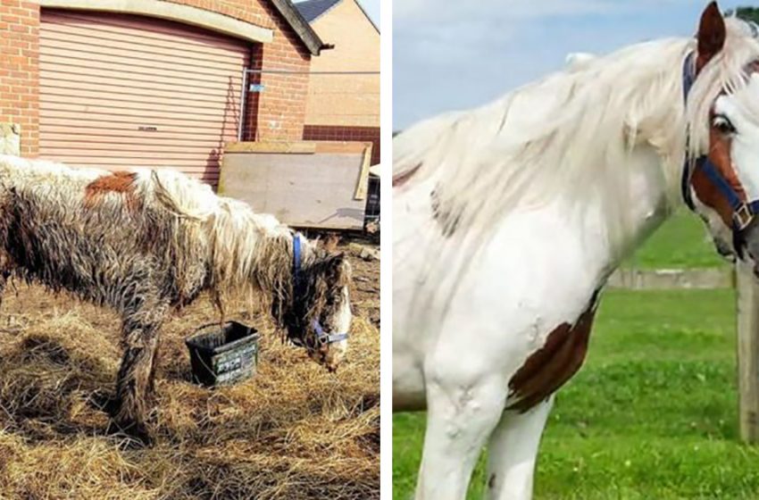  Un cheval abandonné au bord de la mort sauvé par des bénévoles est devenu un cheval gagnant d’une rosette.
