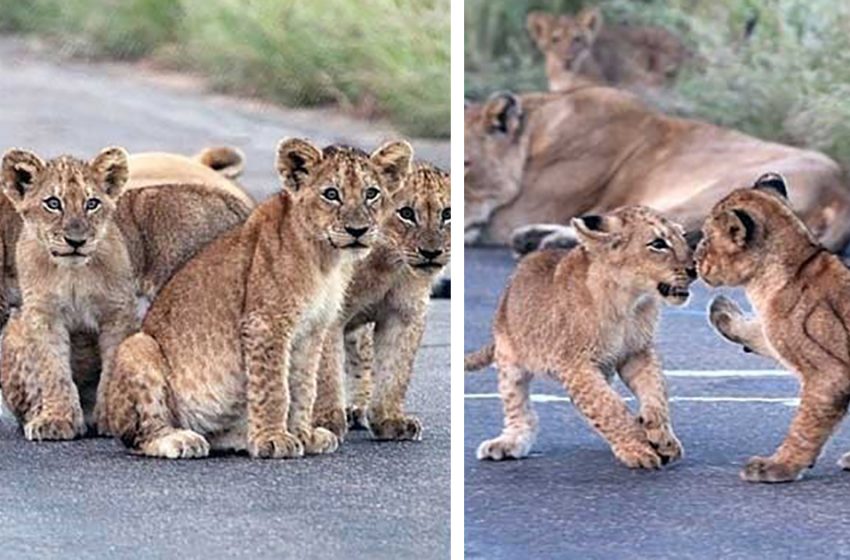  Les adorables lionceaux et leur mère ont traversé la route et ont commencé à jouer et à se battre les uns avec les autres, bloquant la circulation