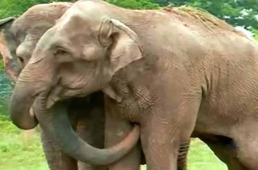  Les anciens éléphants de cirque sont séparés depuis 22 ans. les caméras ont capturé le moment de leur réunion.