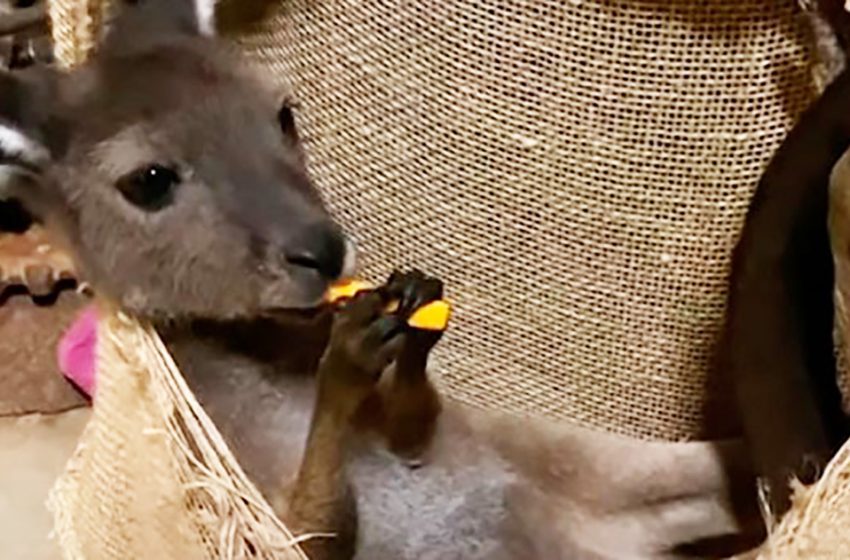  Le petit kangourou s’entend bien avec les gens et grâce à son ami chien, il a aussi commencé à se comporter comme un chien