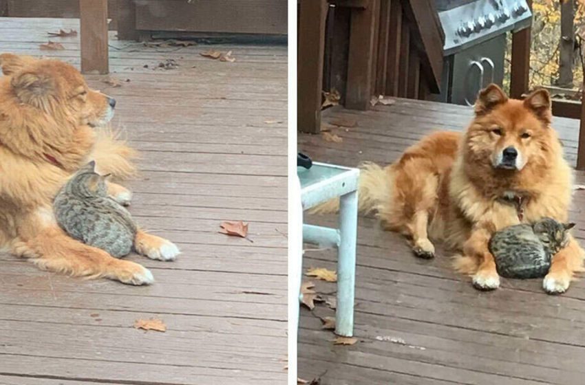 La famille regarde par la fenêtre et remarque que son chien n’est pas seul