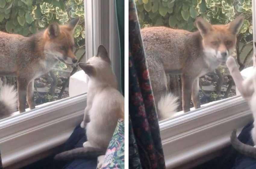  Un renard sauvage se lie d’amitié avec un petit chaton par la fenêtre