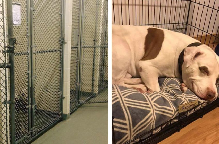  Le dernier chien resté au refuge est enfin adopté et sourit lorsqu’il se rend compte qu’il est à la maison