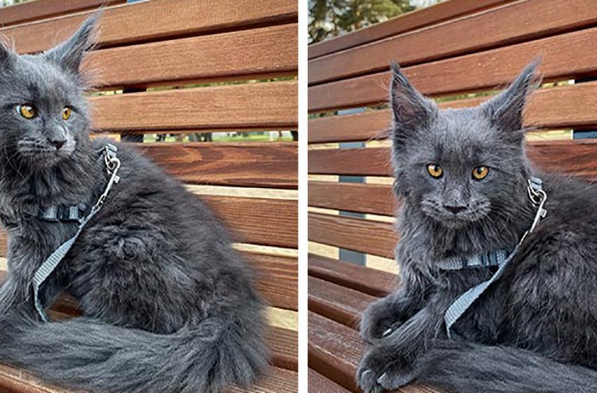 Vincent, un chat qui ressemble à une panthère noire et se comporte comme un chien