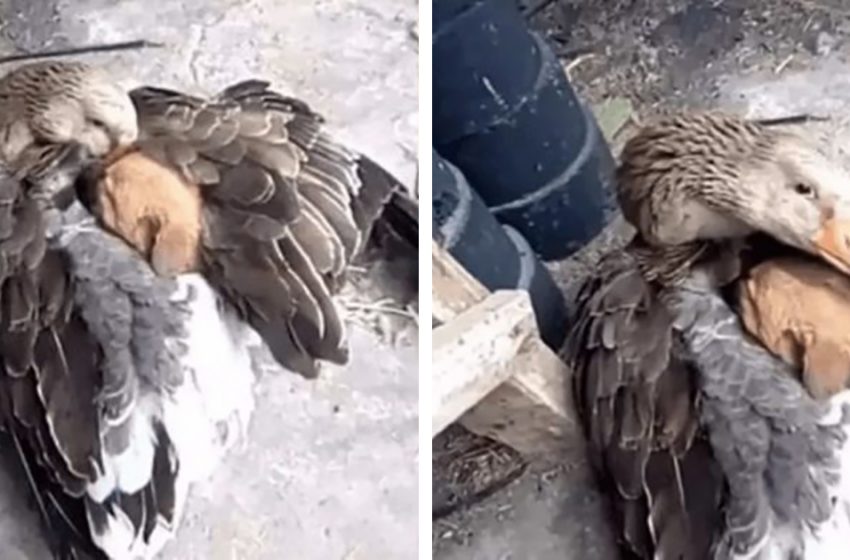  Un chiot abandonné était gelé dans la rue jusqu’à ce qu’une oie le réchauffe comme son propre bébé avec ses ailes