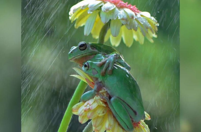  Un photographe remarque des grenouilles qui s’embrassent sous la pluie