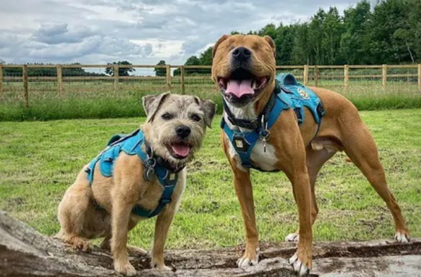  Plus seul: le chien de thérapie à la retraite devient un guide et le meilleur ami d’un Staffordshire Terrier qui a perdu ses yeux