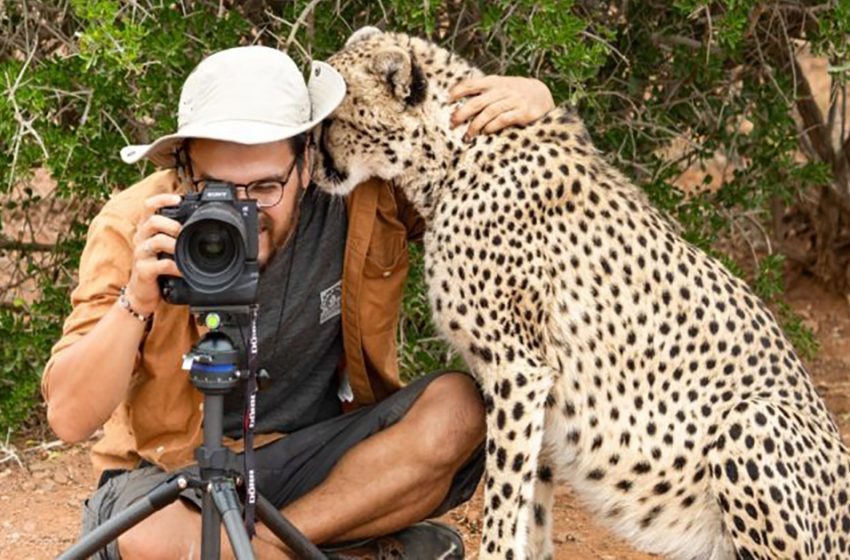  Le photographe chanceux a été surpris lorsque le guépard s’est tranquillement approché et l’a serré dans ses bras.