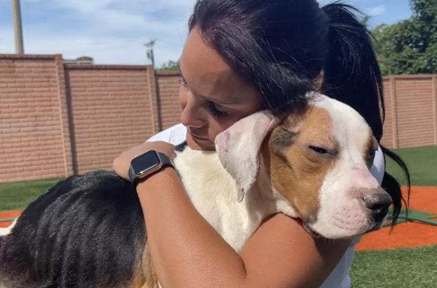 Après avoir été secouru, un chien errant incapable de se lever fait un gros câlin à son sauveteur.