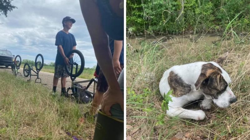  Trois garçons héroïques ont trouvé un chien blessé et impuissant sur le bord d’une route et lui ont sauvé la vie