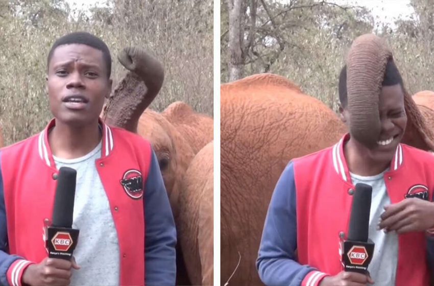  Un journaliste ne peut s’empêcher de rire après qu’un éléphant a interrompu sa présentation du reportage