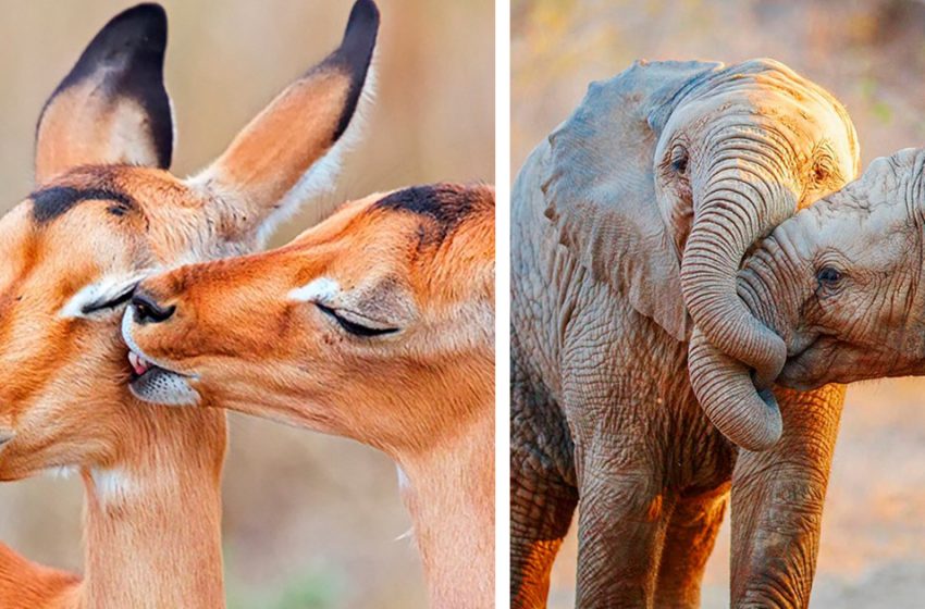 Animaux amoureux : les photos les plus mignonnes et les plus touchantes du monde entier