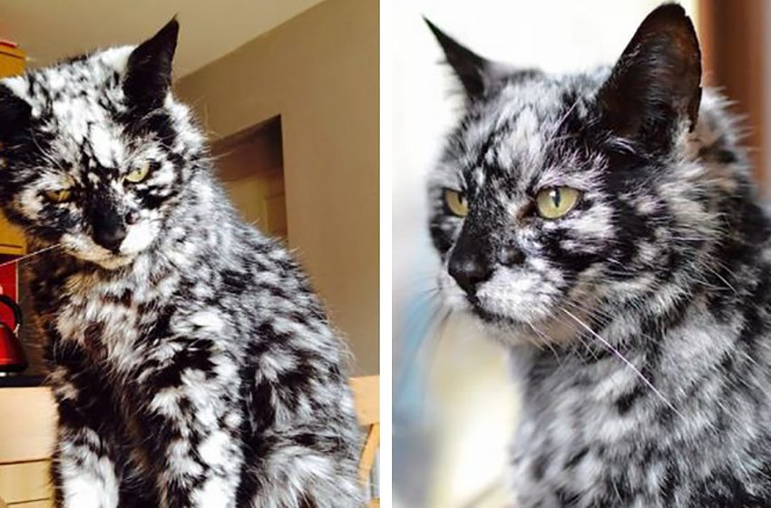  Un chat noir souffrant d’une maladie de peau s’est transformé en une beauté de marbre: voici Scrappy, 19 ans