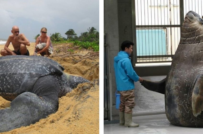  Les photos qui prouvent que les animaux peuvent atteindre des tailles que nous n’aurions jamais imaginées