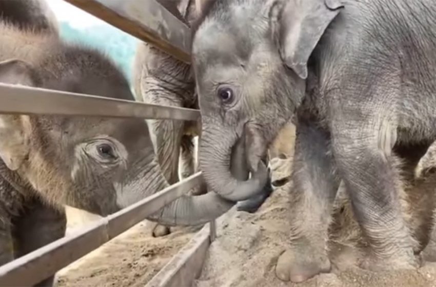 Un éléphanteau est accueilli par un câlin après son arrivée dans un sanctuaire et rencontre son nouveau meilleur ami