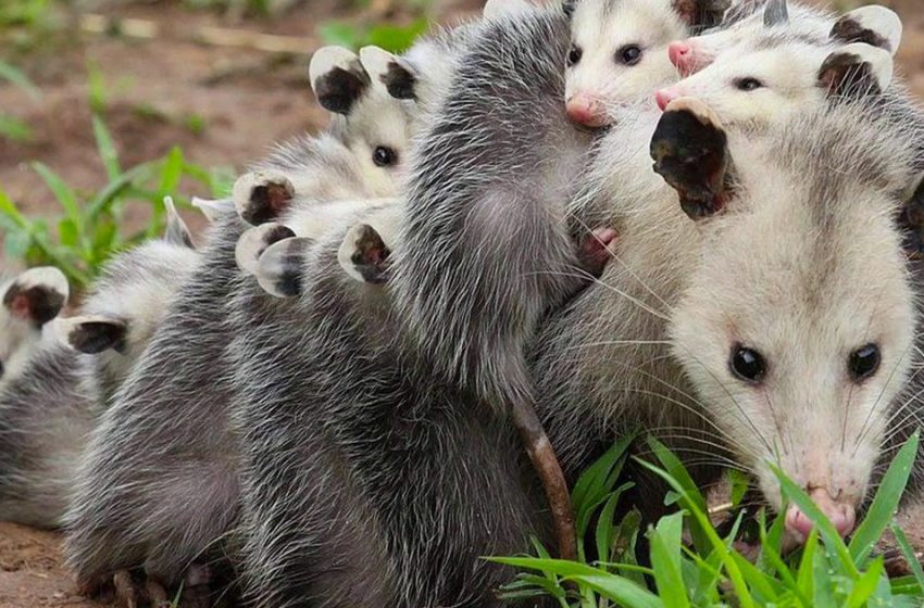  Avez-vous déjà vu une mère opossum portant ses bébés sur son dos ? Un photographe a réussi à capturer cette image