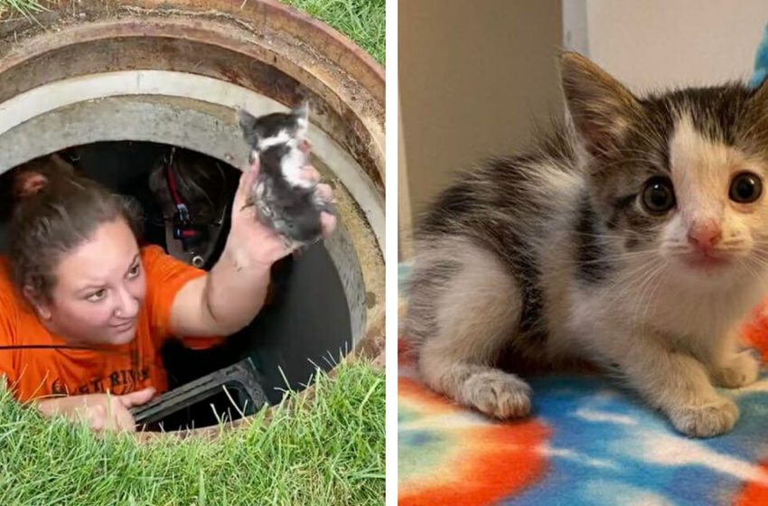  Une équipe de secours fait un effort supplémentaire pour sauver un chaton coincé dans un collecteur d’eaux pluviales pendant 40 heures