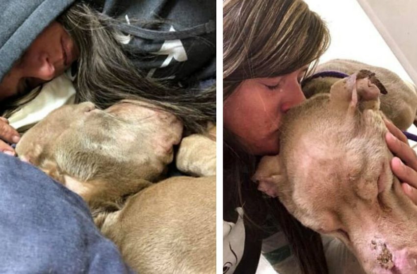  Une femme passe la nuit à câliner un chien de refuge pour qu’il ne meure pas seul