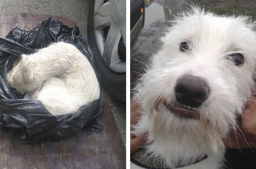  Un petit chien retrouve une nouvelle vie après avoir été retrouvé presque mort dans un sac en plastique
