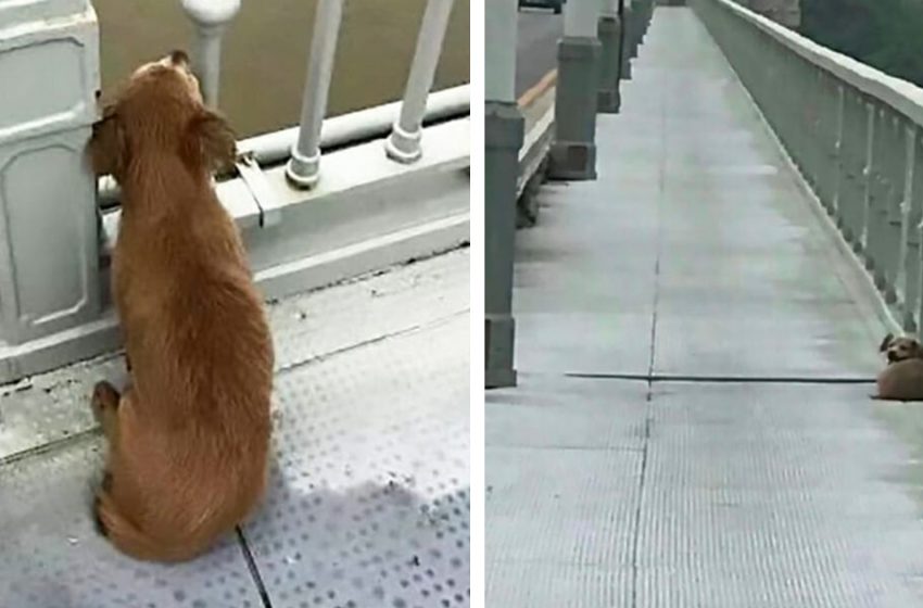  Un chien est retrouvé attendant sur un pont plusieurs jours après le suicide de son maître
